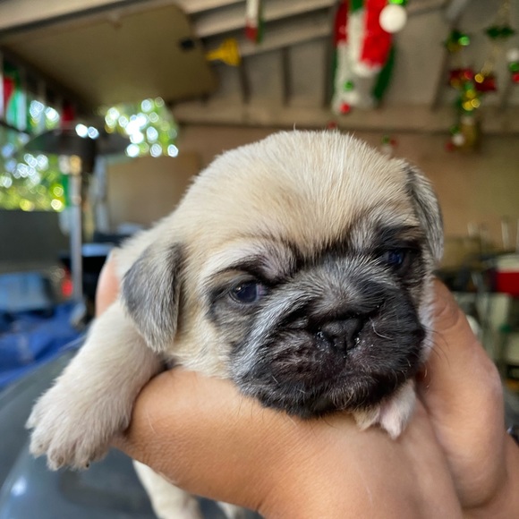 Meet your Posher, Betsy - Picture 1 of 1